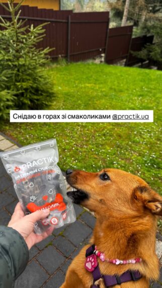 собака ласує печінка стрипсами Practik натуральний смаколик для собак - купити онлайн від українського виробника Practik, фото 1