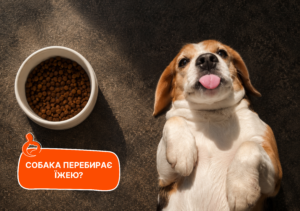 Собака перебирає їжею - стаття від експертів Practik, фото 2