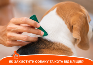 Як захистити собаку та кота від кліщів? - стаття від експертів Practik, фото 3