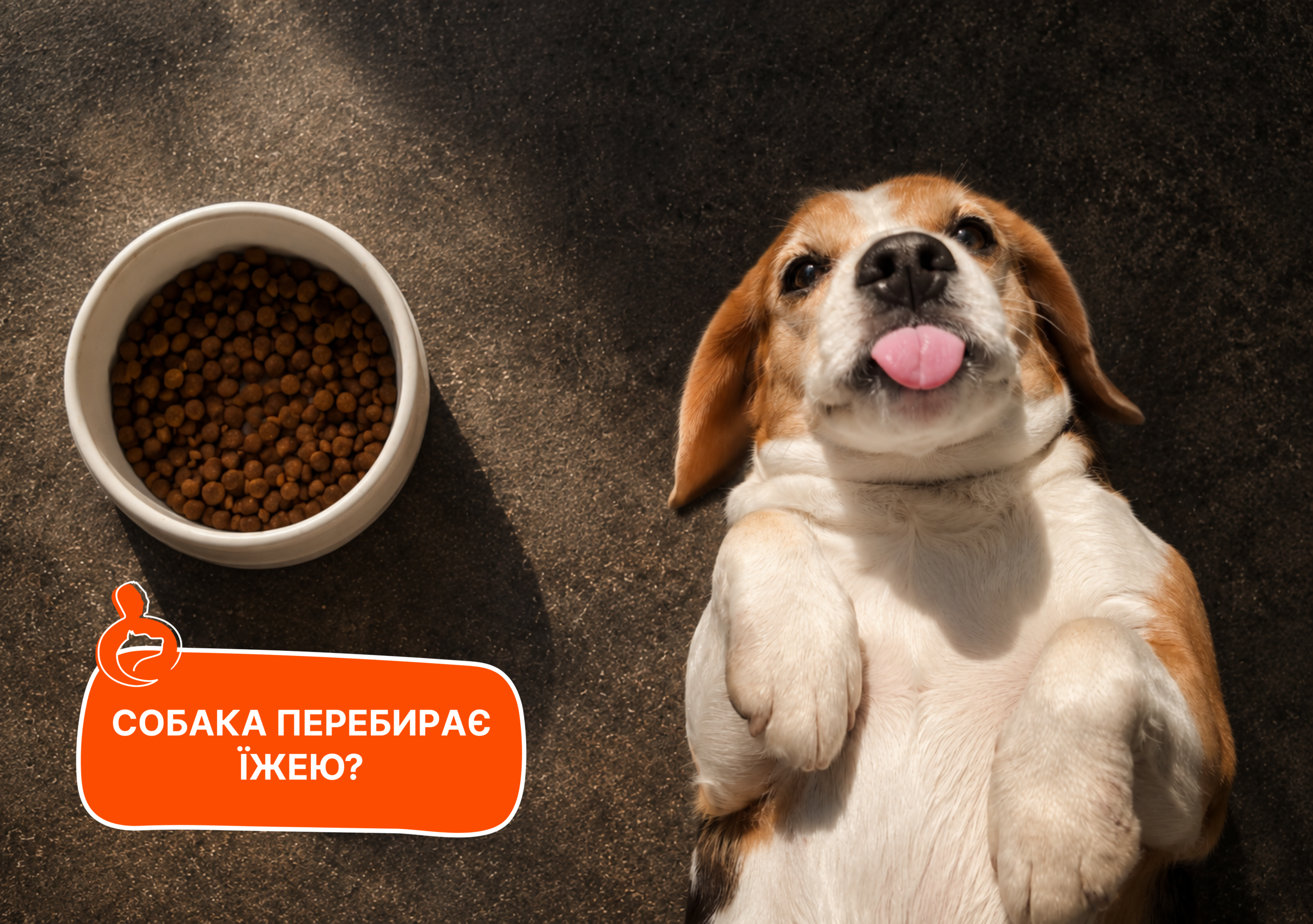 Собака перебирає їжею - стаття від експертів Practik, фото 1