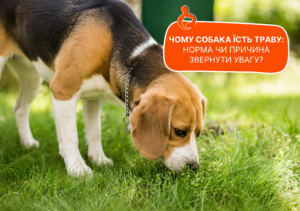 Чому собака їсть траву? - стаття від експертів Practik, фото 2