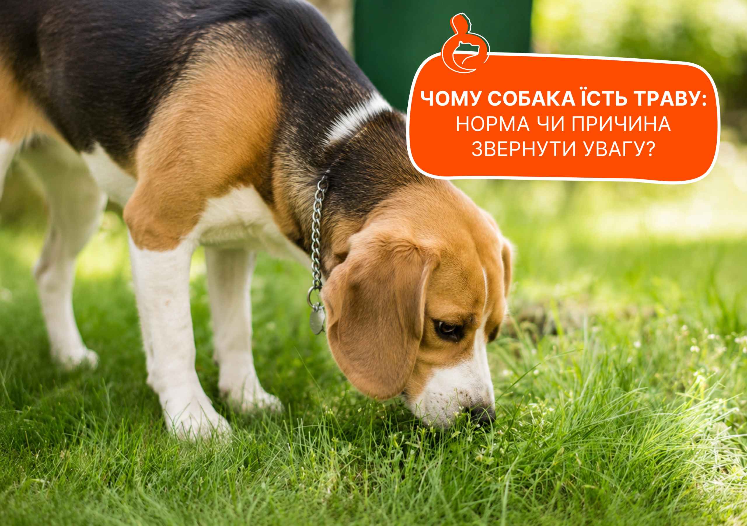 Чому собака їсть траву? - стаття від експертів Practik, фото 1