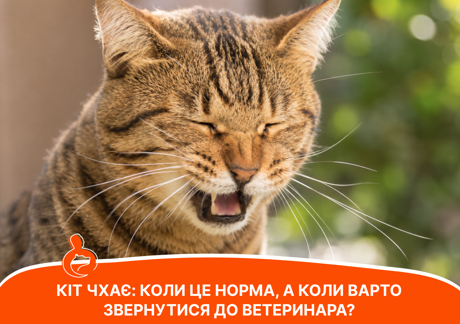 Кіт чхає: коли це норма, а коли варто звернутися до ветеринара - стаття від експертів Practik, фото 1