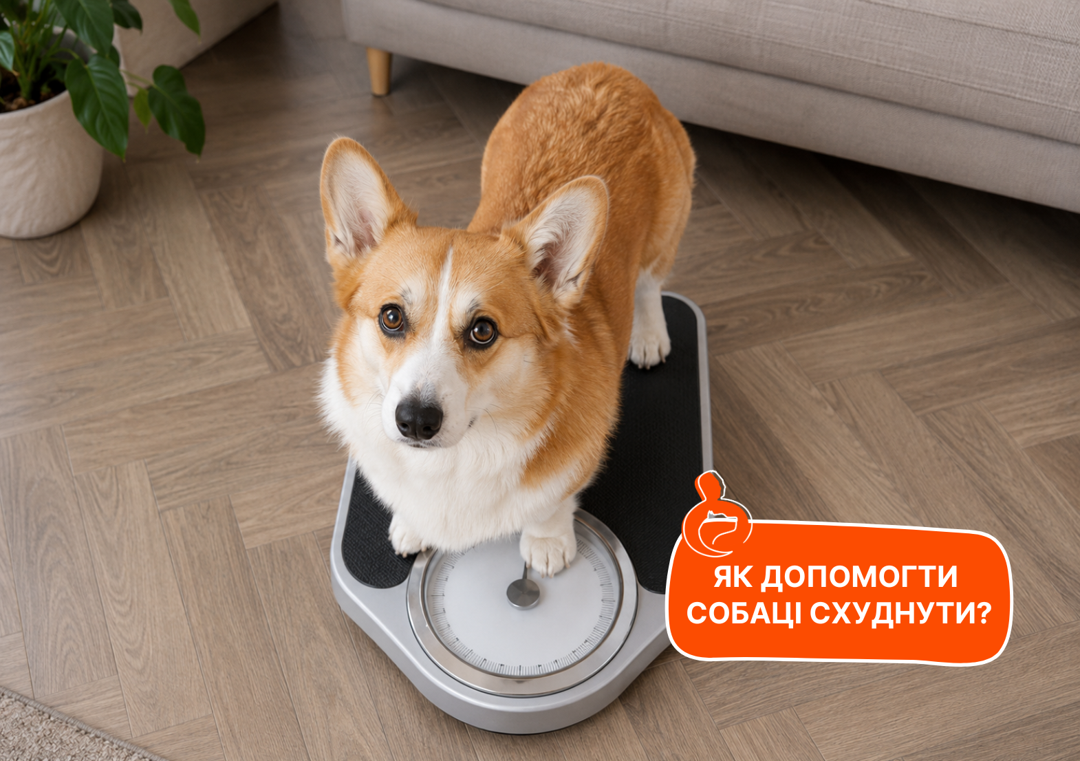 Як допомогти собаці схуднути - стаття від експертів Practik, фото 1