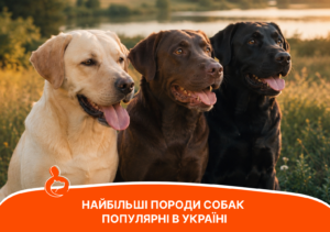 Найбільші породи собак, популярні в Україні: характер та особливості догляду - стаття від експертів Practik, фото 2